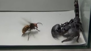 Giant Hornet vs Scorpion Tarantula and Praying mantis [upl. by Leasia891]