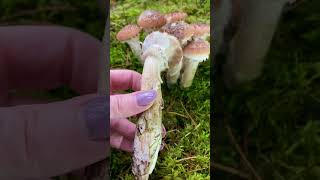 Parastā celmene 🍄‍🟫 Armillaria mellea 🍄‍🟫 Common Honey Fungus sēnes fungi mushroom foraging [upl. by Ennahteb]