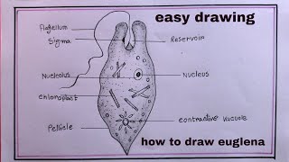 drawing euglenahow to draw euglena easy step by step [upl. by Larred]