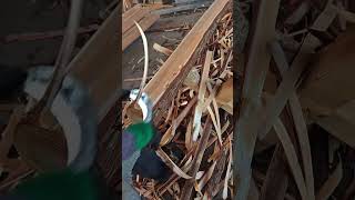 Hand peeling bark diy shorts carpentry [upl. by Valry]