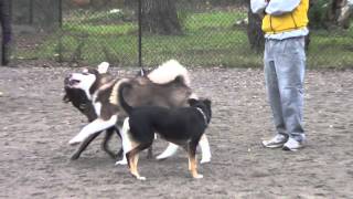 Husky Puppy VS Malamute Puppy [upl. by Lundt]