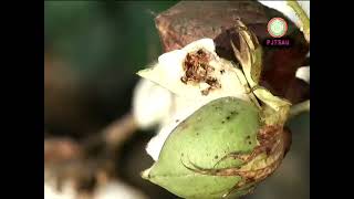 PINK BOLLWORM IN COTTON [upl. by Nahpets]