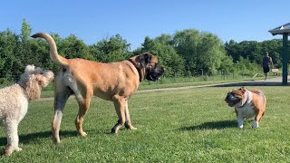 GENTLE GIANT English Mastiff at the Dog Park  180 Pound English Mastiff [upl. by Amrita]