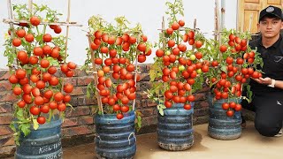 Insane Tomatoes You Can Eat Year Round Grow Em Like This [upl. by Kcitrap]