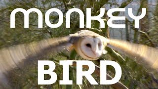 MONKEY BIRD [upl. by Broadbent]