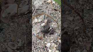 Watch this sea turtle nest hatch [upl. by Araiek]