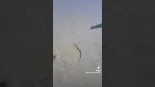 Video of a green pipefish i think Related to sea horses From my now deleted TT [upl. by Siward]