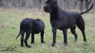 Presa canario female Negra [upl. by Ainiger269]