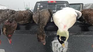 Eider Duck Hunting in Newfoundland with Margaree Outfitters [upl. by Maidel]