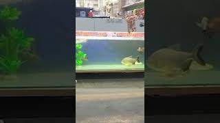 Monster fish aquarium fish imported parrot sivram catfish pirana dollar Oscar short video [upl. by Niki440]