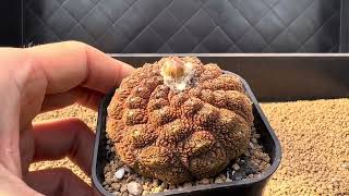 CK選拔 蜥蜴皮 Copiapoa lizardskin today 2023 [upl. by Tilden]