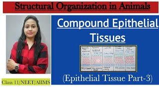 Compound Epithelial Epithelial Tissues Part3 Structural Organization in Animals Class 11 Biology [upl. by Koral208]