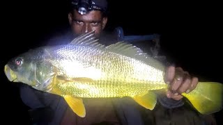 mangrove fishing night bottom [upl. by Luas]