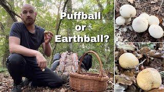 Edible Puffball or Poisonous Earthball Mushroom Side By Side Comparison [upl. by Oetomit43]