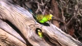 BBC documentary 2014 The Wild Bush Budgie Nature Documentary [upl. by Meryl776]