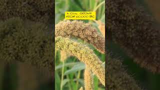 कंगनी की खेती  kangni millets  fox tail  millets cultivation short shortsvideo ramfarming [upl. by Levinson259]