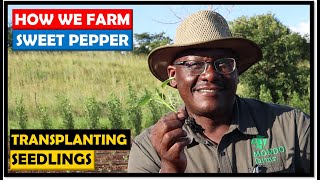 Vegetable Farming in Zambia Transplanting Pepper Seedlings [upl. by Kaylil776]