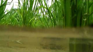 🐝 Tadpoles in a Rice Paddy  Real Japan Monsters [upl. by Allez]