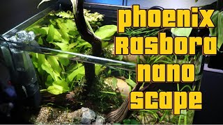 Building a 4 Gallon Phoenix Rasbora Nano Scape [upl. by Mulry]