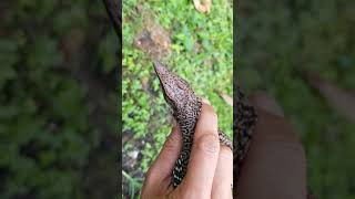 Caught an invasive giant ameiva in south florida aka green ameiva Florida Iguana Solutions [upl. by Yniatirb564]