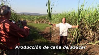 Producción de caña de azúcar  Municipio de Mojón Grande Misiones Argentina [upl. by Ron]