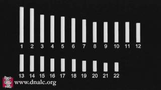 Chromosome Map [upl. by Ennadroj]