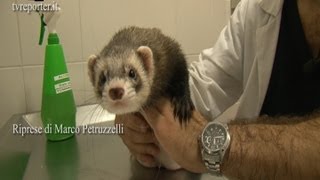 SOS VETERINARIO IL FURETTO I CONSIGLI DELL ESPERTO [upl. by Anidem]