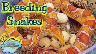 My Snake Collection 2023 Breeding Snakes and Snake Eggs [upl. by Segroeg]