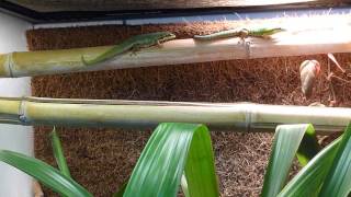 Phelsuma cepediana pair negotiating place in basking spot [upl. by Marijo27]