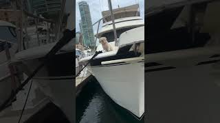 Dan Bilzerian dog play on yacht [upl. by Mairhpe]