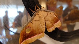 Antheraea mylitta  Saturniid Moth  Pfauenspinner [upl. by Rossner]