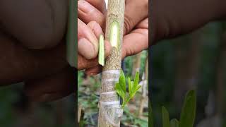 Best grafting technique grafting satisfying [upl. by Eciuqram]