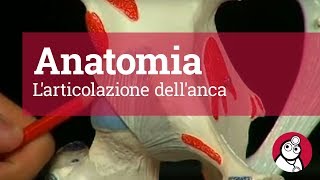 Anatomia Larticolazione dellanca [upl. by Omor62]