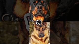 ROTTWEILER VS GERMAN SHEPHERDDOBERMANBELGIAN MALINOISDUTCH SHEPHERDTOP 5 MILITARY DOG BREEDS [upl. by Kraul389]