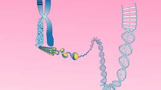 Animation 252 Structure of a chromosome [upl. by Francisca738]