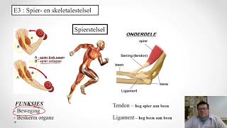 GR 9 NW Werkkaart 4 Hersiening Spier en skeletalestelsel [upl. by Monreal]