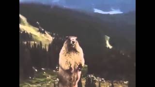 Screaming BeaverMarmot LOL [upl. by Ennahgiel]