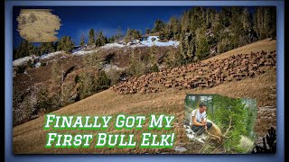 My first bull elk [upl. by Jew]