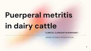 Puerperal metritis in dairy cattle Student case Gr72023 [upl. by Boor888]