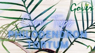 Philodendron Tortum  Care amp Tips  Episode5  Gover Garden Centre [upl. by Aened806]