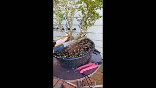 202323 Repotting my clump style Bonsai [upl. by Eemak]