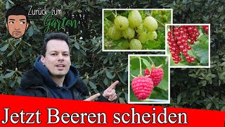 Kurzanleitung Rückschnitt von Johannisbeeren Himbeeren und Stachelbeeren [upl. by Bolling345]