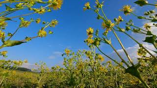 Buffalo Trace Prairie trail Mahomet Illinois 82023 [upl. by Enerehs245]