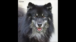 Finsk Lapphund MH Dagsmejans Mio Min Mio [upl. by Tricia]