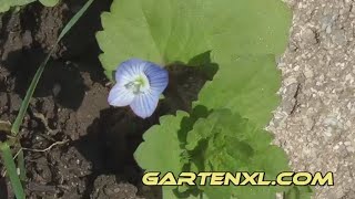 Ehrenpreis im Garten  Persischer Ehrenpreis  Ehrenpreisblüte [upl. by Labanna]