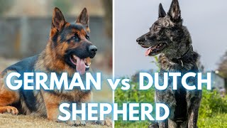 Dutch Shepherd vs German Shepherd  Dog Breed Comparison [upl. by Pani]