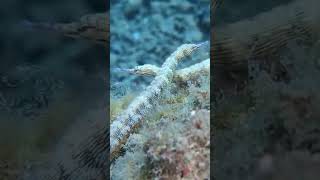 Reef pipefish meet underwater marinelife sea oceanlife [upl. by Columbyne]