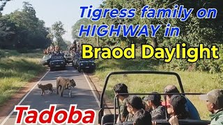 Tigress with cubs on national highway in Broad Daylight at moharli gate tadobanationalpark tadoba [upl. by Howzell]