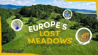 Were Bringing Back Europes Lost Butterfly Meadows [upl. by Irakab899]