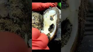 Cow Hoof Trimming Hoof Repairing Hoof cow animals satisfying farrier asmr ytshorts shorts [upl. by Calmas405]